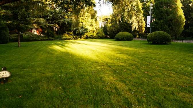 Is ammonium sulfate suitable for lawn fertilization?