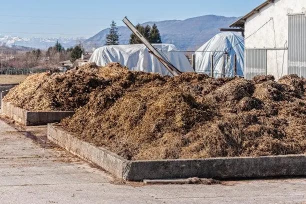 manure heap